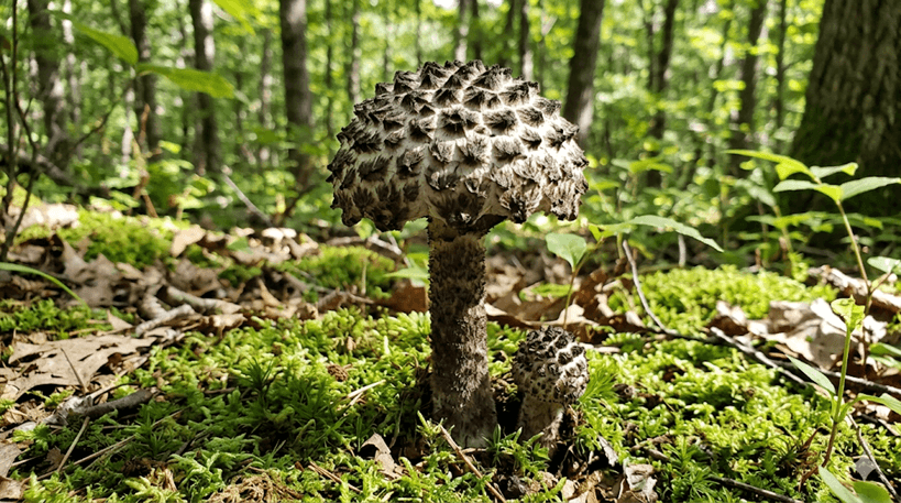 Old Man of the Woods